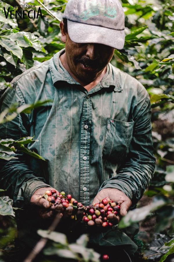 Hacienda Venecia Coffee Farm Hotel San Peregrino Ngoại thất bức ảnh