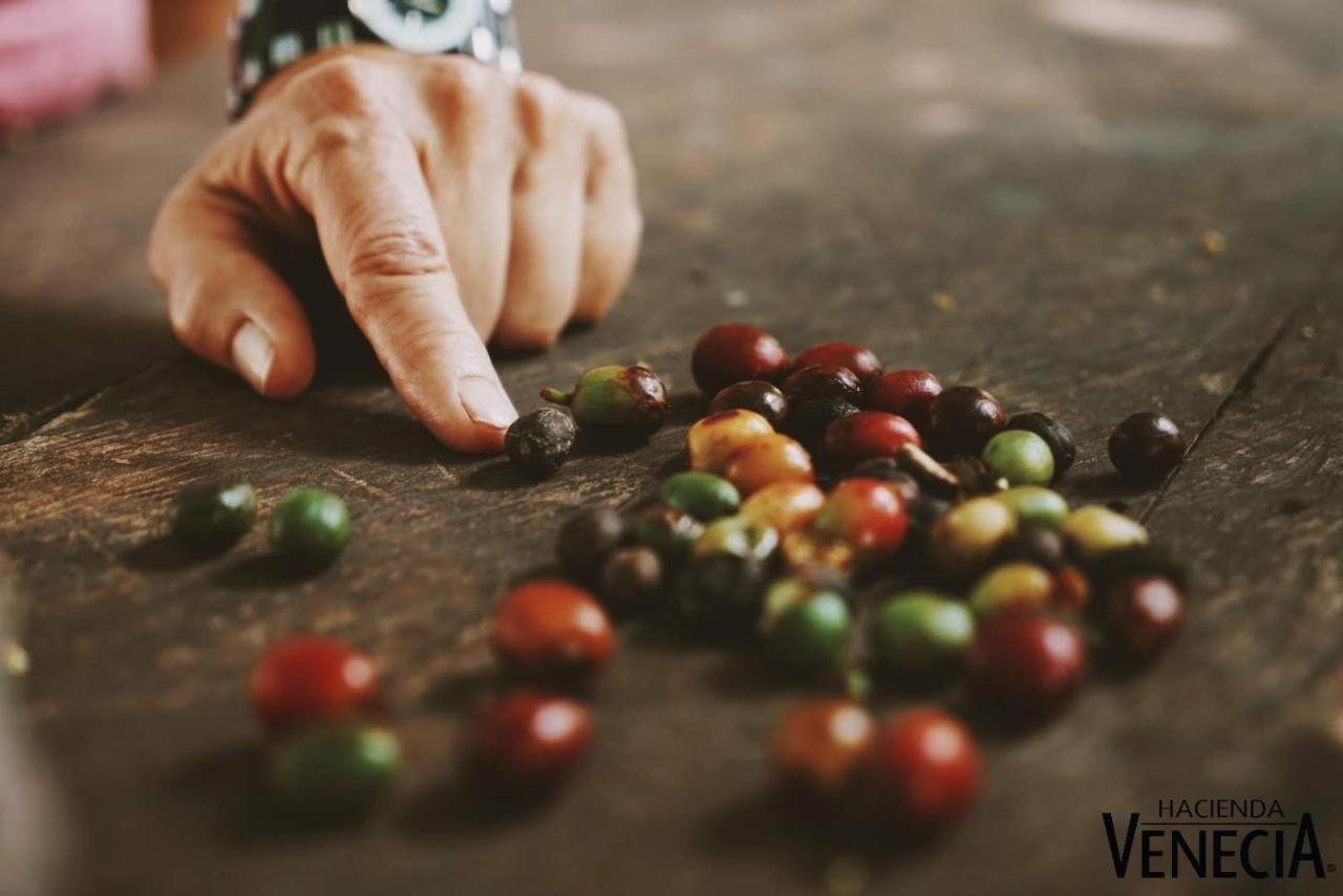 Hacienda Venecia Coffee Farm Hotel San Peregrino Ngoại thất bức ảnh
